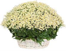 Цветочная композиция из Ромашки в корзине #REPLACE_PRED# Глинково